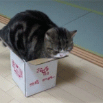 These 22 Cats Seriously Can’t Live Without Boxes