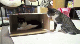 Cats in Boxes-11