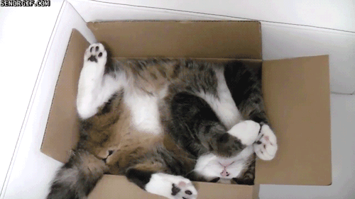 Cats in Boxes-12
