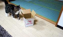 Cats in Boxes-15