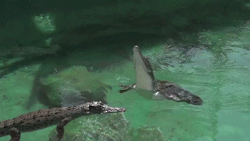 Epic ALligator Jump In Slow Motions