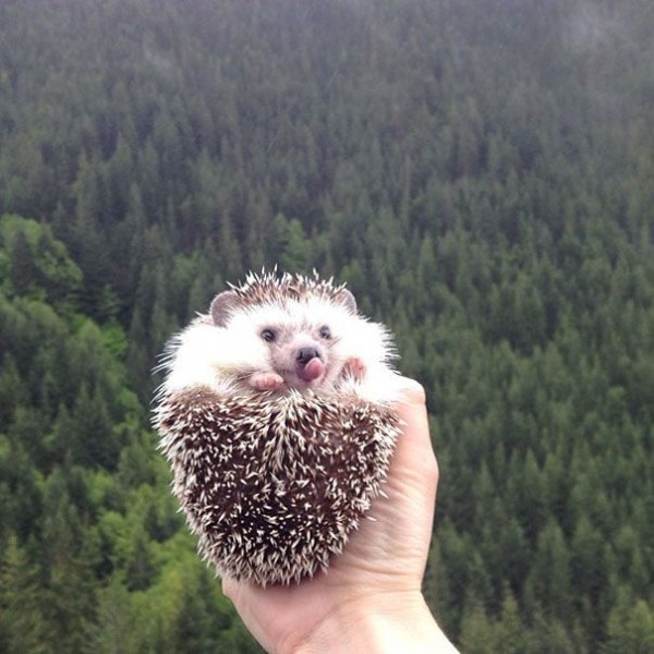 Meet Biddy, the Cutest Travelling Hedgehog