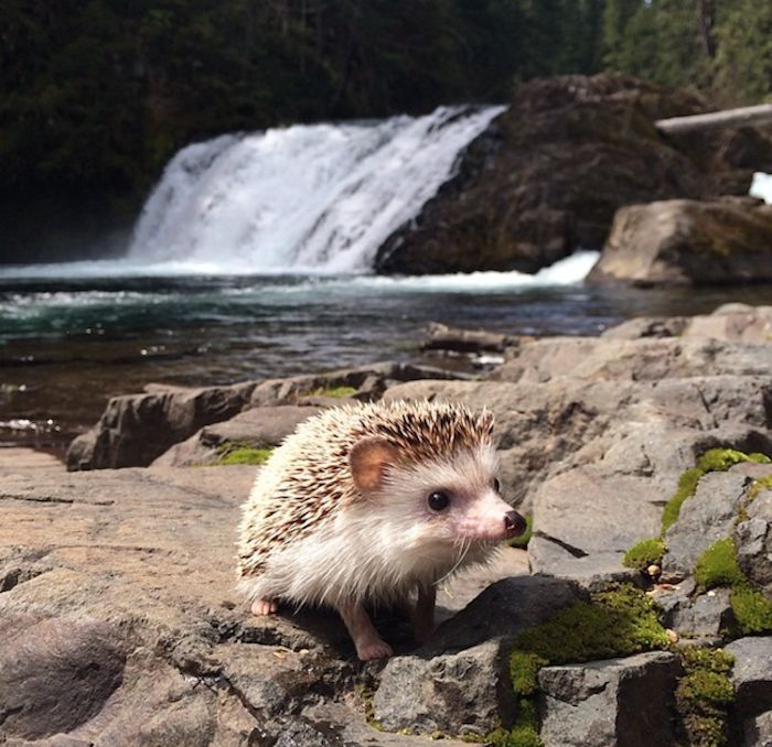 Meet Biddy, the Cutest Travelling Hedgehog