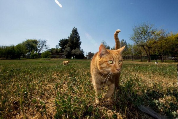 The World's Largest Shelter for Cats