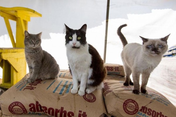 The Worldâ€™s Largest No-Kill Cat Sanctuary Has Saved over 24000 Feline Friends