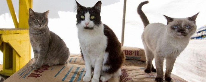 The Worldâ€™s Largest No-Kill Cat Sanctuary Has Saved over 24000 Feline Friends