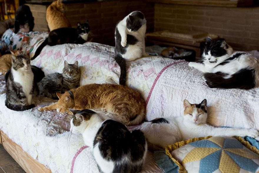 The Worldâ€™s Largest No-Kill Cat Sanctuary
