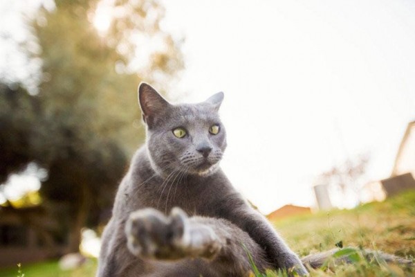 Largest Cat Rescue on Earth