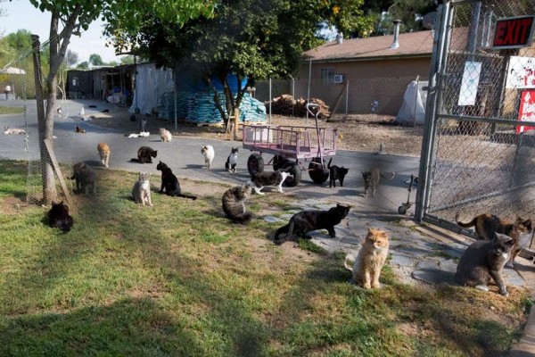 The World's Largest Shelter for Cats