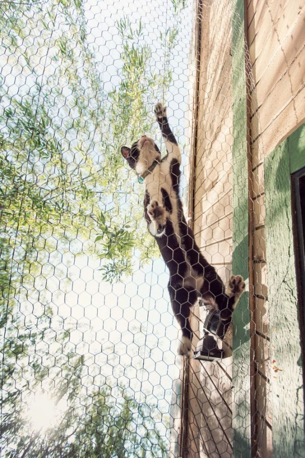 Largest Cat Rescue on Earth