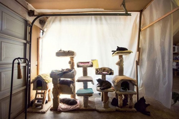 The World's Largest Shelter for Cats