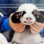 23 Shy Animals Who Are Too Adorable For Their Own Good