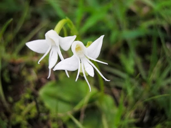 13. Angel Orchid: Habenaria Grandifloriformis