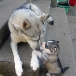 Lets Meet 32 Adorable Animal Parents Who Love Their Kids More Than You