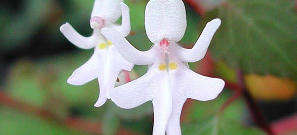 These 17 Flowers Unbelievably Look Like Other Things