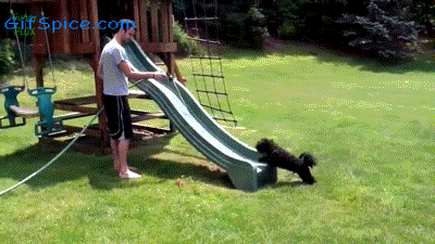 Dogs Enjoying Water Slides Gifs-07