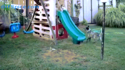 Dogs Enjoying Water Slides Gifs-10