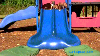 Dogs Enjoying Water Slides Gifs-14