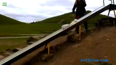 Dogs Enjoying Water Slides Gifs-17