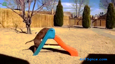 Dogs Enjoying Water Slides Gifs-18