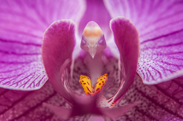 Moth Orchid Phalaenopsis