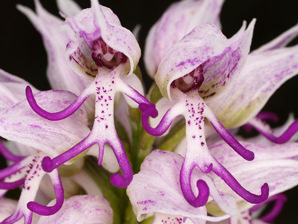 3. Naked Man Orchid: Orchis Italica