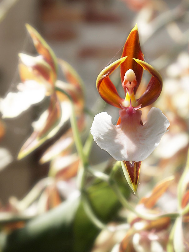 15. Orchid That Looks Like A Ballerina