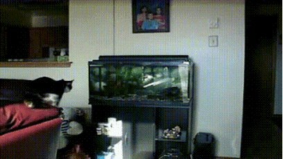 This cat who jumped at fish