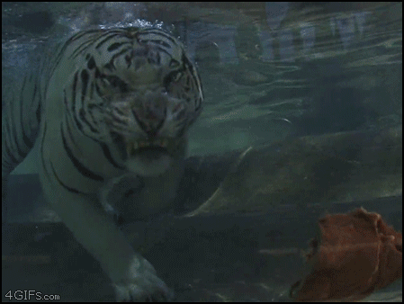 Tiger Eats Underwater