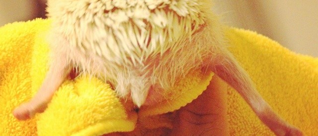 15 Hedgehog Butts That Are Too Cute To Handle