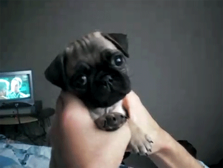 And This Pug Puppy in Hands