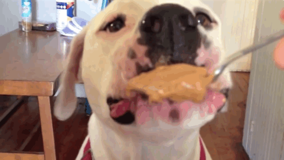 Dogs Eating Peanut butter-02