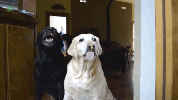 Dogs Eating Peanut butter-10