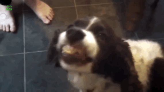 Dogs Eating Peanut butter-14