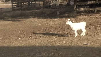 This Bouncing Around Baby Goat