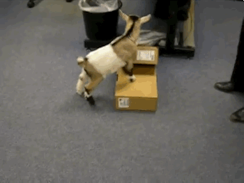 This Cute Rescued Baby Goat