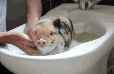 This Piglet Having Bath