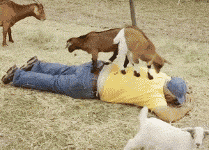 19 Times Baby Goats Reached Dangerous Point Of Cuteness