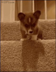 This Stairing Down Corgi Puppy