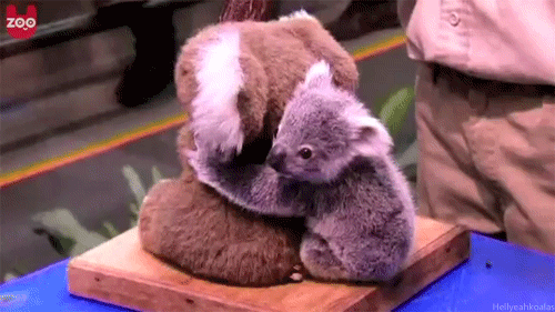 When A Baby Koala Hugs A Stuffed Koala