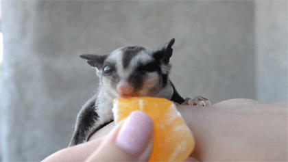 When A Sugar Glider Eats Orange