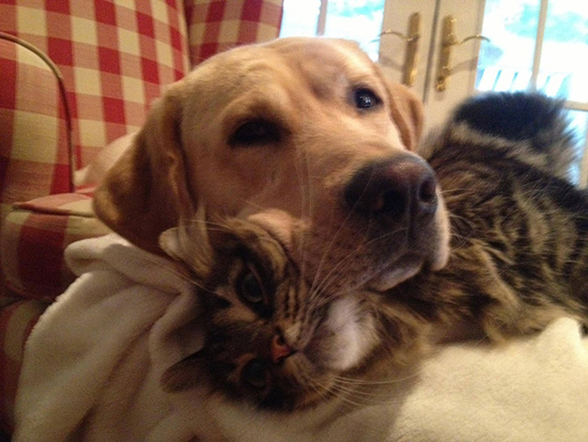 Dogs Lying On Cats-13