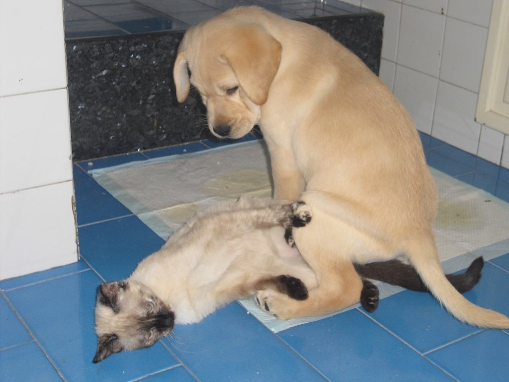 Dogs Lying On Cats-19