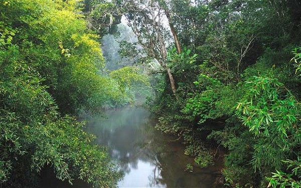 Madagascan Rainforest