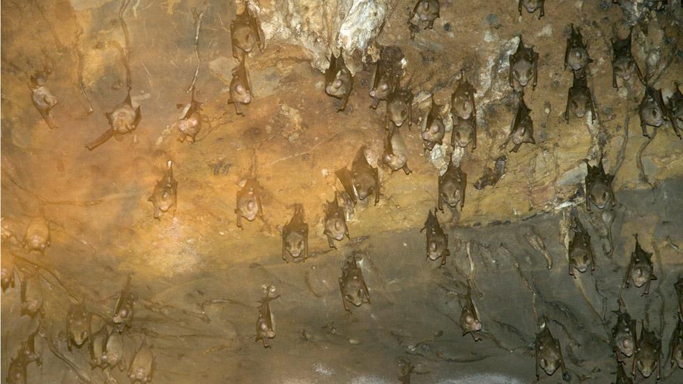 The Phang Nga Bat Cave in Thailand