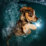 22 Of The Most Fascinating Pictures Of Dogs Playing Underwater