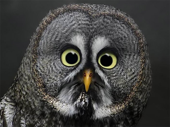 This Owl