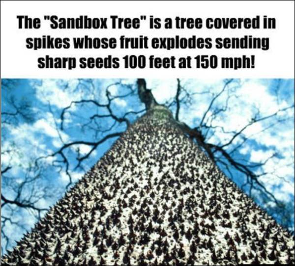 Fact about Sandbox tree