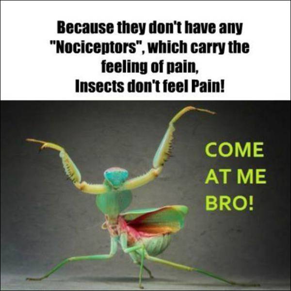 Fact aout insects