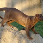 Giant Fossa